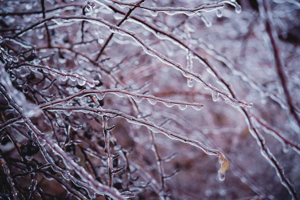 Shrub twigs covered with icy after freezing rain — Stockfoto