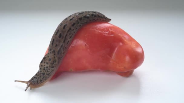 Huge garden slug crawling on tomato on white background — Video Stock