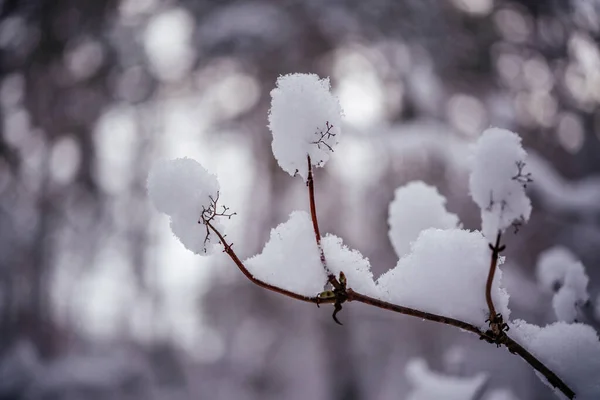 Winter background with snow covered twigs — Foto Stock