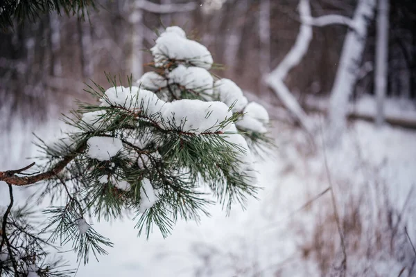 Una rama de un pino cubierto de nieve esponjosa — Foto de Stock