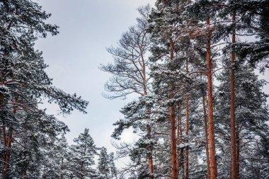 Güzel kış ormanı karla kaplı, kış doğası arka planı