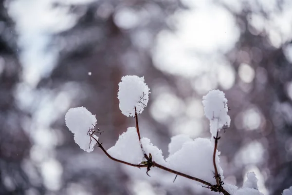 Fondo de invierno con ramitas cubiertas de nieve — Foto de Stock