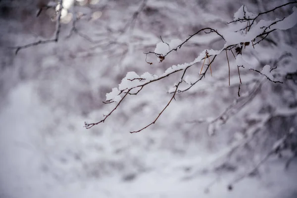 Galhos cobertos de neve na floresta de inverno — Fotografia de Stock