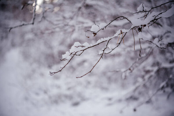 Снежные ветки в зимнем лесу
