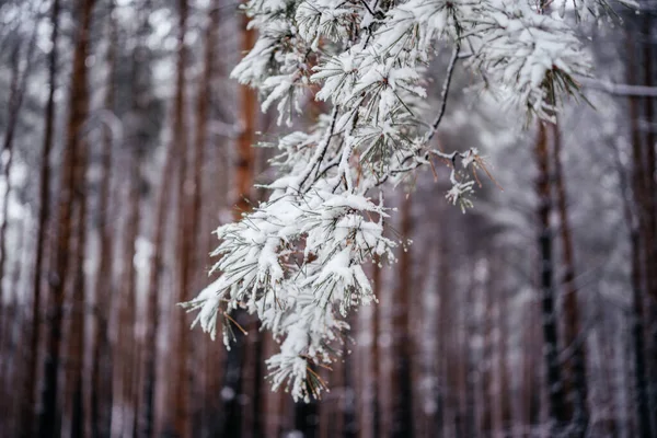 Una rama de un pino cubierto de nieve esponjosa contra el fondo del bosque de invierno — Foto de Stock