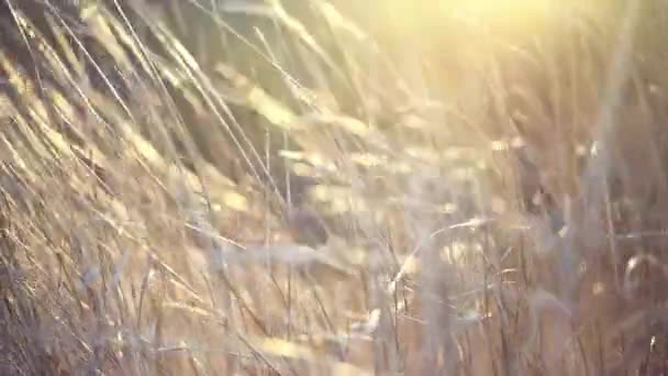 Dry tall grass swaying in the wind against sunset sky — Stockvideo