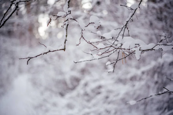 Ramitas cubiertas de nieve en el bosque de invierno — Foto de Stock