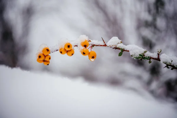 Orange berries of pyracantha firethorn covered with snow winter background — Stock Photo, Image