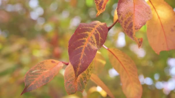 Foglie d'oro su ciliegio ondeggiante nel vento con bel bokeh, dorato sfondo autunnale — Video Stock