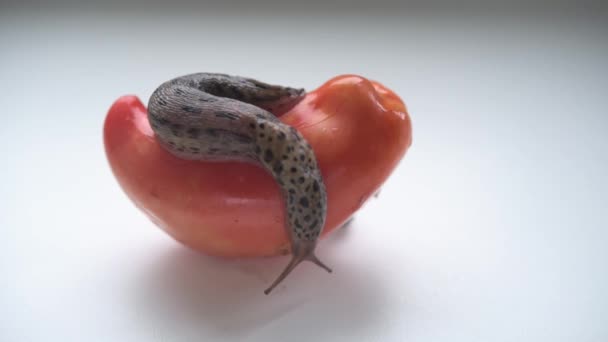 Enorme jardín babosa arrastrándose sobre el tomate sobre fondo blanco — Vídeos de Stock