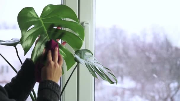 Kobieta wycierając potwór liście wilgotną szmatką — Wideo stockowe