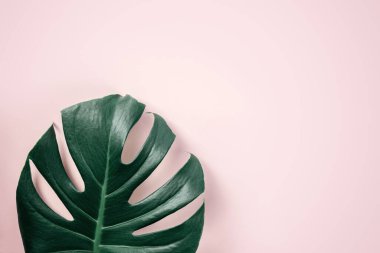 Pembe sarı kayısı arka planında yeşil tropikal canavar yaprağı