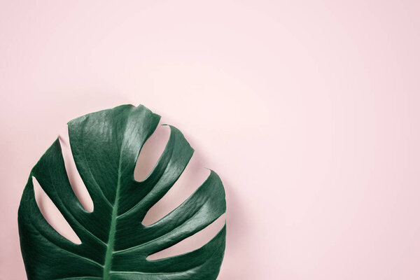 Green tropical monstera leaf on pink yellow apricot background