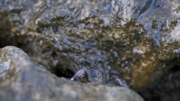 Meeresbraune Krabbe taucht aus einem Felsloch auf und bläst Blasen — Stockvideo
