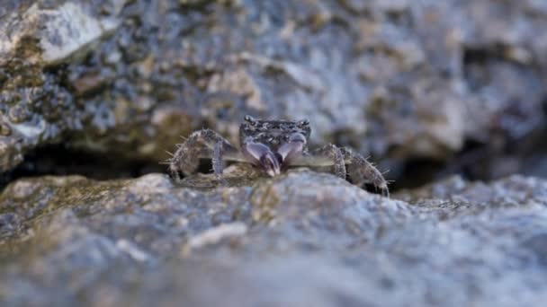 Brun krabbe på klippestranden spiser tang med sine kløer og blæser bobler – Stock-video