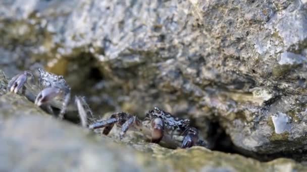 Meeresbraune Krabbe taucht aus einem Felsloch auf und bläst Blasen — Stockvideo