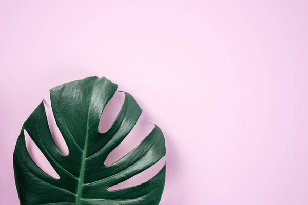 Green tropical monstera leaf on pink background