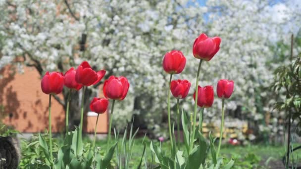 Große rote Tulpen wiegen sich im Wind gegen blühende Bäume im Frühling — Stockvideo