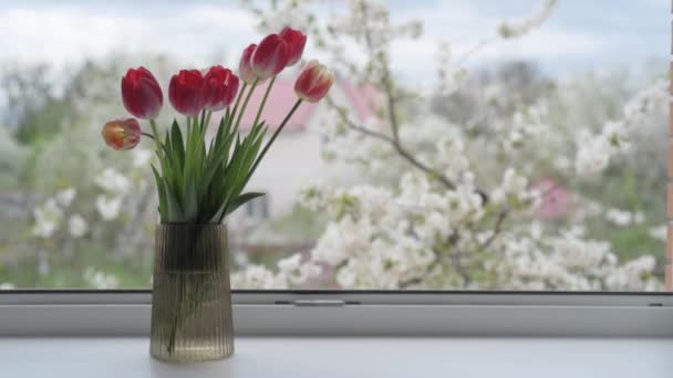 Czerwone tulipany w wazonie na parapecie przed kwitnącymi gałęziami wiśni z białymi kwiatami — Wideo stockowe