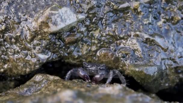 Meeresbraune Krabbe taucht aus einem Felsloch auf und bläst Blasen — Stockvideo