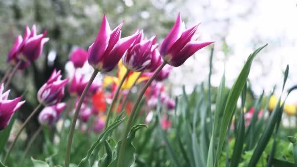 Barevné fialové tulipány houpající se ve větru proti kvetoucím stromům na jaře — Stock video