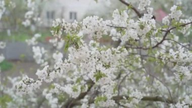 Rüzgarda sallanan beyaz çiçeklerle çiçek açan kiraz dalları