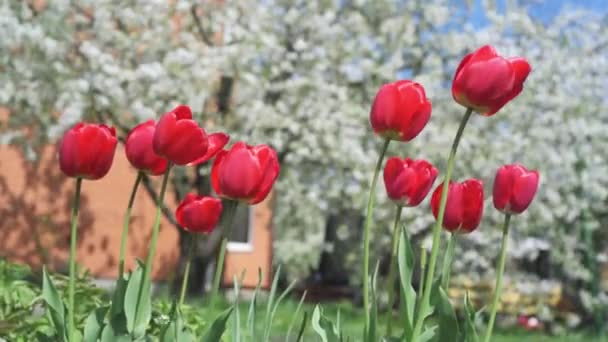 Grandes tulipanes rojos balanceándose en el viento contra árboles florecientes en primavera — Vídeo de stock