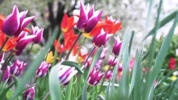 Barevné fialové tulipány houpající se ve větru proti kvetoucím stromům na jaře — Stock video