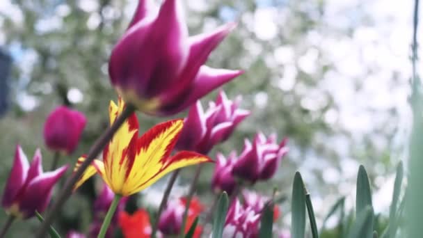 Barevné fialové tulipány houpající se ve větru proti kvetoucím stromům na jaře — Stock video
