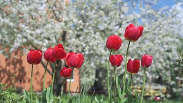 Velké červené tulipány houpající se ve větru proti kvetoucím stromům na jaře — Stock video