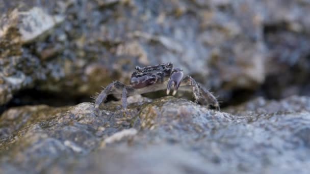 Hnědý krab na skalnaté pláži jí mořské řasy drápy a fouká bublinky — Stock video