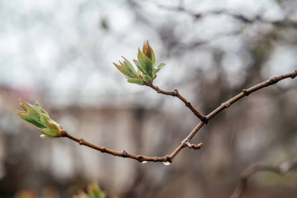 Baharın ilk baharında bulanık arka planda leylak tomurcukları — Stok fotoğraf