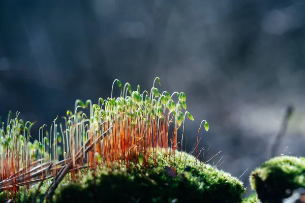 Bahar ormanlarında kırmızı saplı yeşil kapsüllü yosunlar.