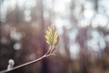 Baharın başında taze yapraklı bir dal.
