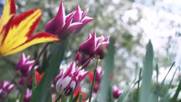Barevné fialové tulipány houpající se ve větru proti kvetoucím stromům na jaře — Stock video