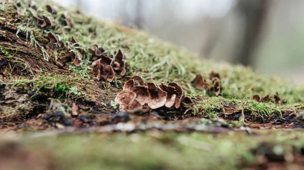 Tronco de árvore velha coberto com musgo na floresta — Fotografia de Stock