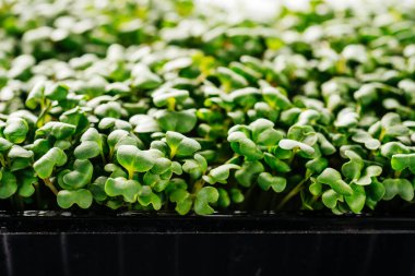 Arugula mikro yeşillikleri plastik kapta yakın plan filizleniyor.
