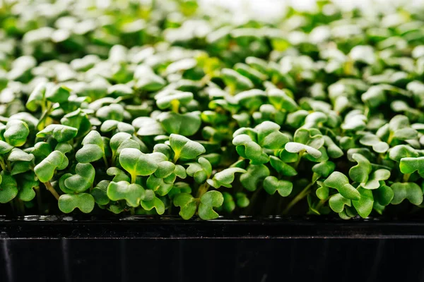 Arugula mikro yeşillikleri plastik kapta yakın plan filizleniyor.