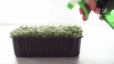 Arugula mikro yeşillikleri bitki sisi püskürtücüsüyle sulanır.