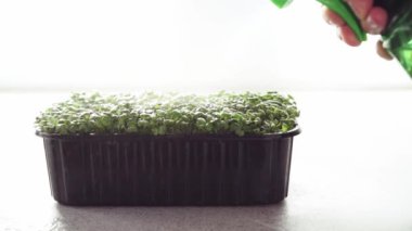 Arugula mikro yeşillikleri bitki sisi püskürtücüsüyle sulanır.