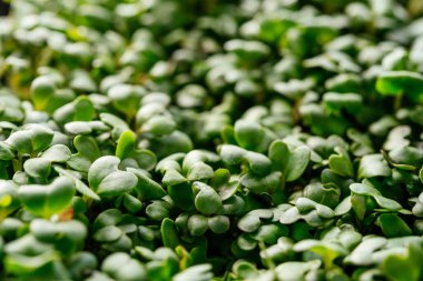 Arugula mikro yeşillikleri plastik kapta yakın plan filizleniyor.