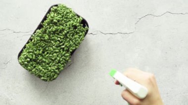 Arugula mikro yeşillikleri bitki sisi püskürtücüsüyle sulanır.