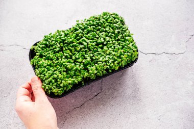 Evde yetişen roka mikro yeşillikli plastik tepsiyi tutan bir el.