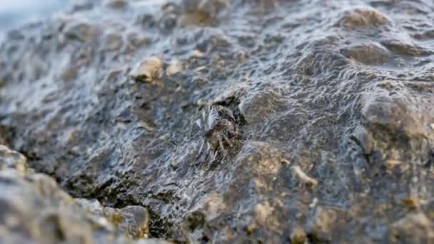 Meeresbraune Krabbe taucht aus einem Felsloch auf — Stockvideo