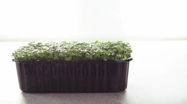 Arugula mikro yeşillikleri bitki sisi püskürtücüsüyle sulanır.