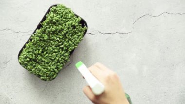 Arugula mikro yeşillikleri bitki sisi püskürtücüsüyle sulanır.