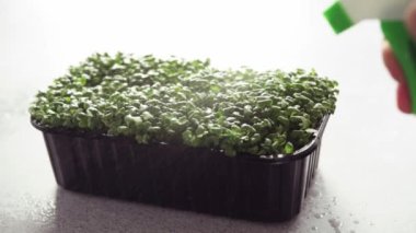 Arugula mikro yeşillikleri bitki sisi püskürtücüsüyle sulanır.