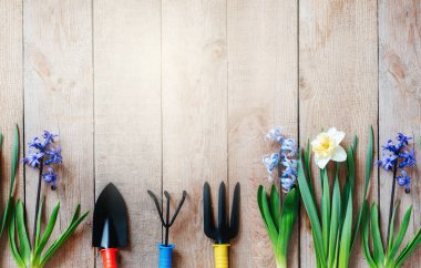 İlkbahar çiçekleri sümbül ve nergis çiçeği soğanları, el kürekleri ve tırmıkla arka plan dikiyorlar.