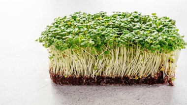 Evde büyüyen mikro yeşiller, mutfak masasında taze yeşil lahanalar.