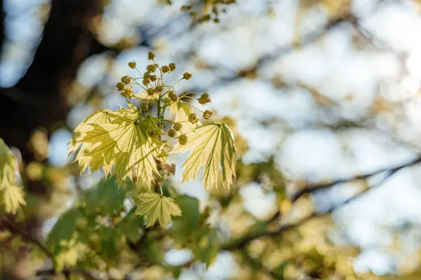 A primeira primavera folhas suaves desfraldando na árvore — Fotografia de Stock